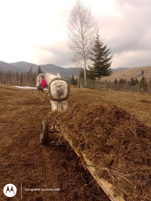 Vând poneița de 8 ani,se da inhamata la căruță,e cuminte e învățată