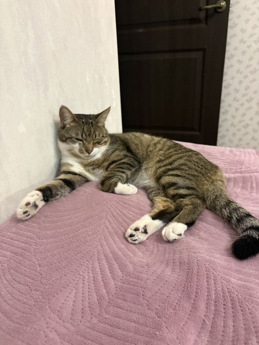 Отдам кота в хорошие руки