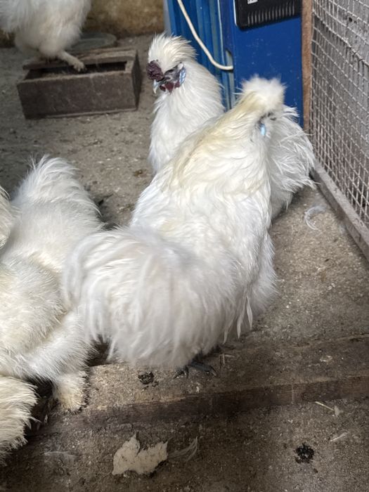 Gaini de matase japoneza