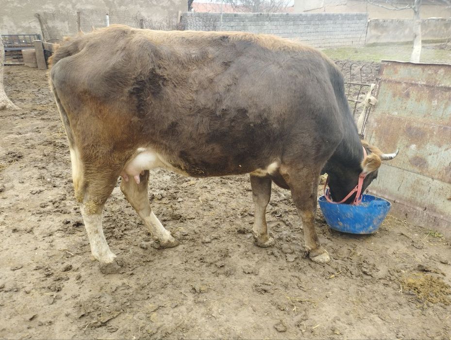 Shvet ona bola sigir sotiladi