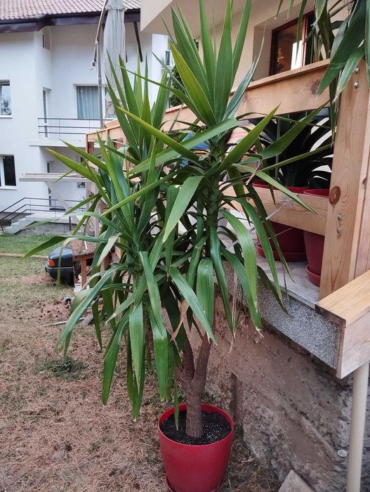 Продавам Юка с 3 разклонения