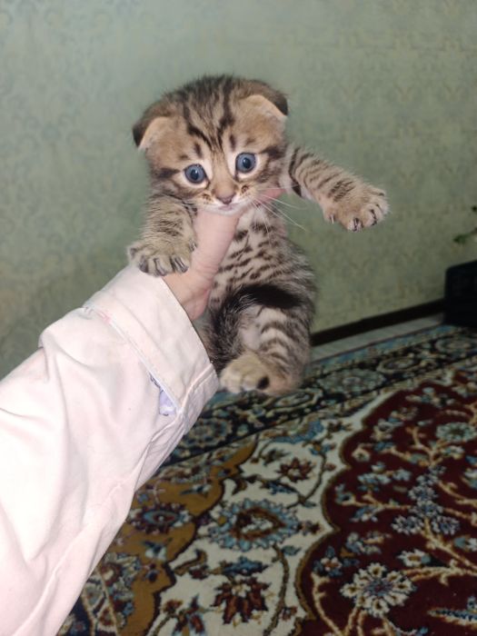 Zotor muwuk onasi Shatlanskiy visla uxla adasi bengal