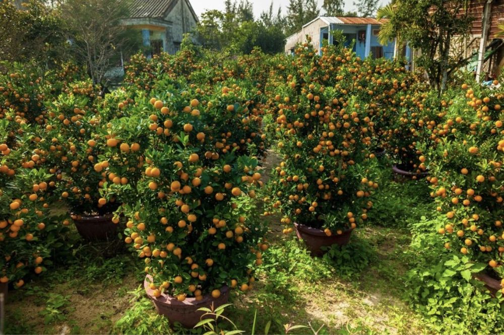 Pomi fructiferi columnari an 2/3/4 direct pe rof