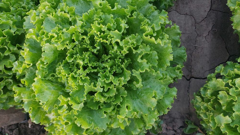 Salata verde creată