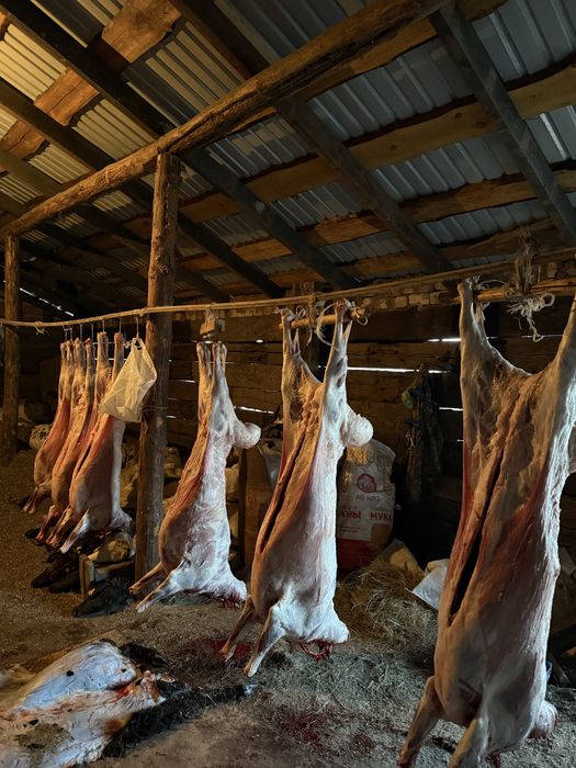 Токты кой продам баран