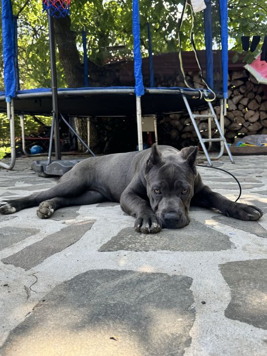 Femelă Cane Corso de vânzare, cu pedigree FCI.  6 luni