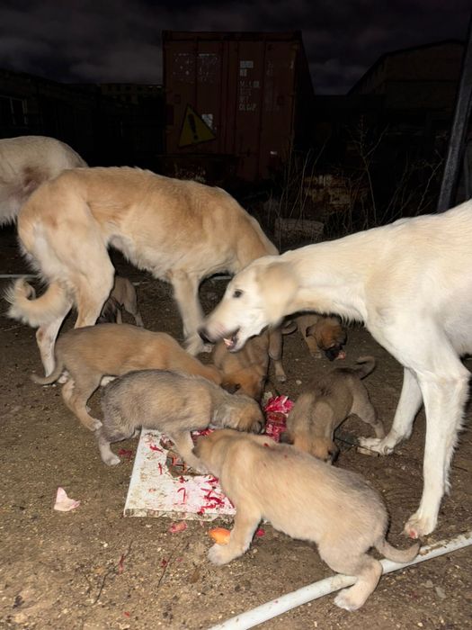 Казахская тазы щенки!