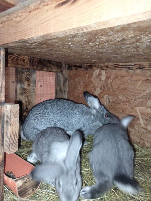 Iepuri chinchilla mare