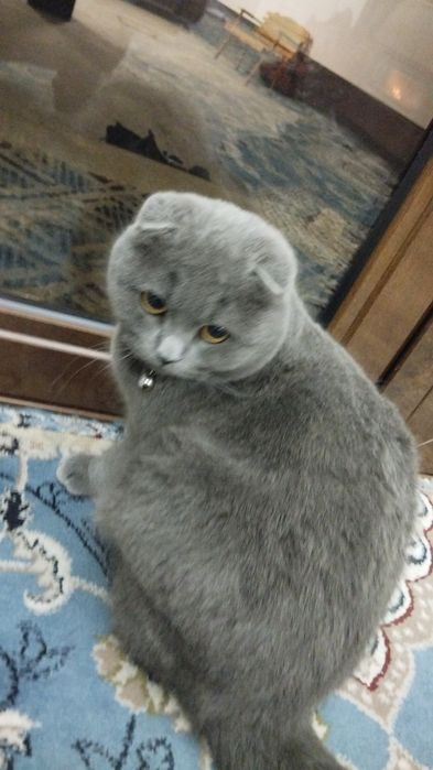 Skotish fold ugil bola mushug