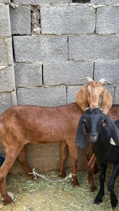 Битал козлято...