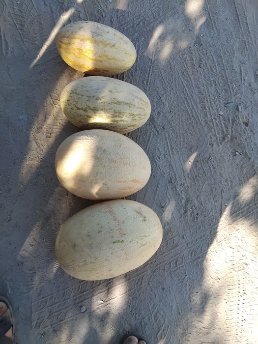 Qovin bor ayriford e obinavot