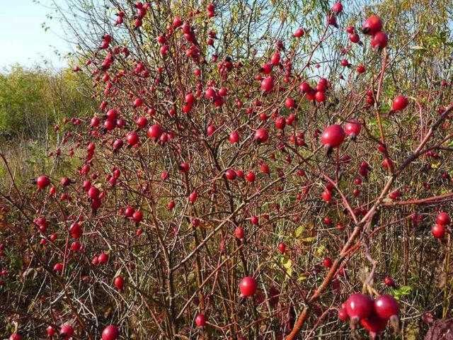 Шипка БИО сушена