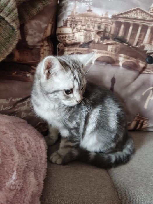 Котенок ищет семью и дом