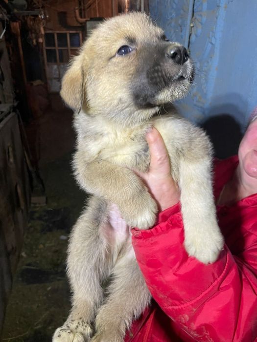 Щенки алабая 1.5 месяца