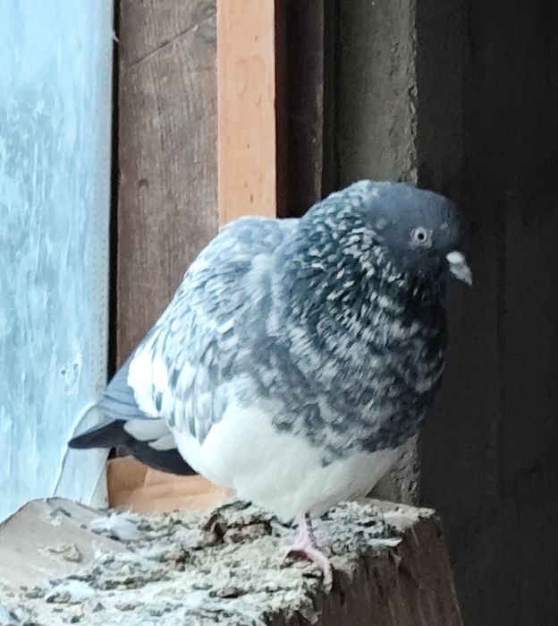 Продам самца пакистанца.