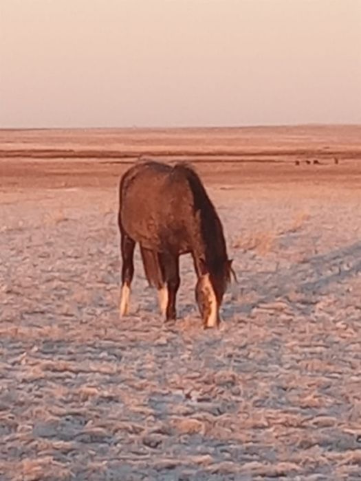 Жеребец молодняк