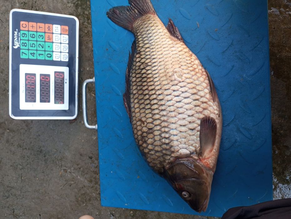 Продам свеже мороженная рыба карп