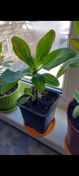 Молочай Милиуса сортовой. Крупноцветковый.