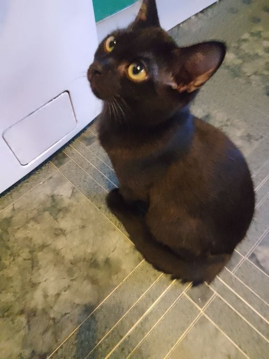 Котята милые, ласковые!