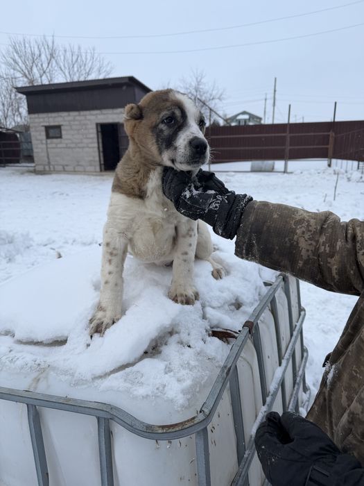Продам щенка алабая кабель 3 мес
