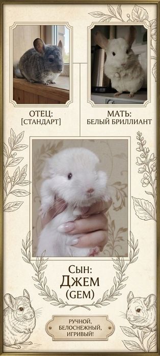 Продается Шиншилла.