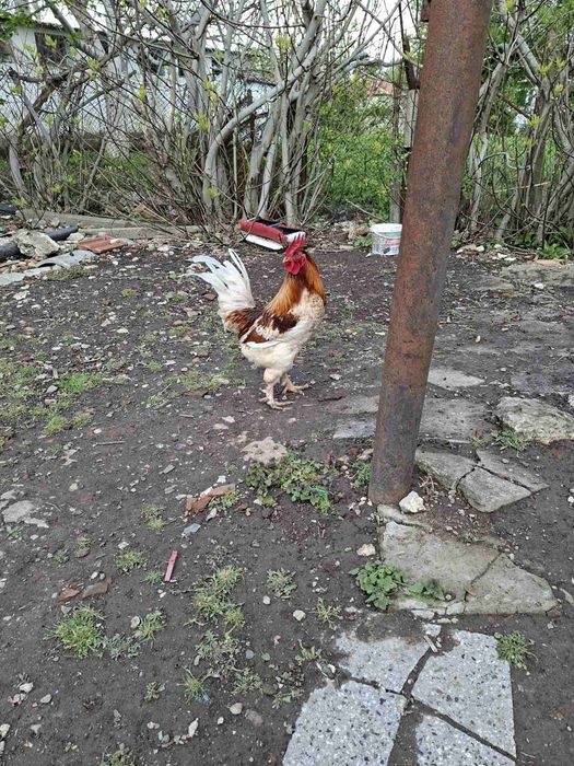 Продавам домашни петли