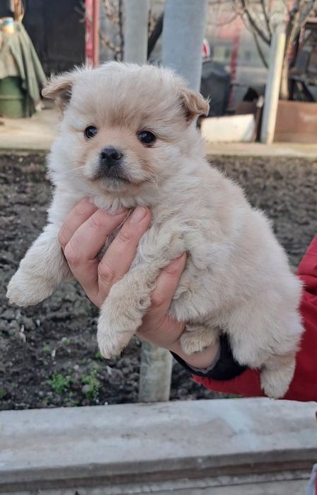 Кучета 2бр момичета шпиц-померан