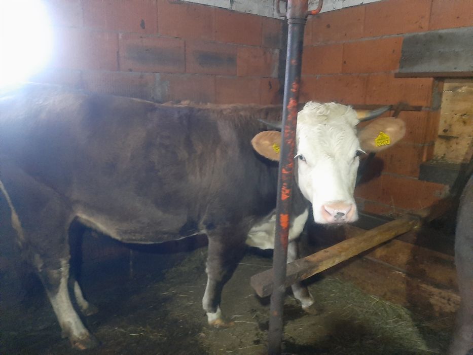 Vând,juninca,Baltata,montata