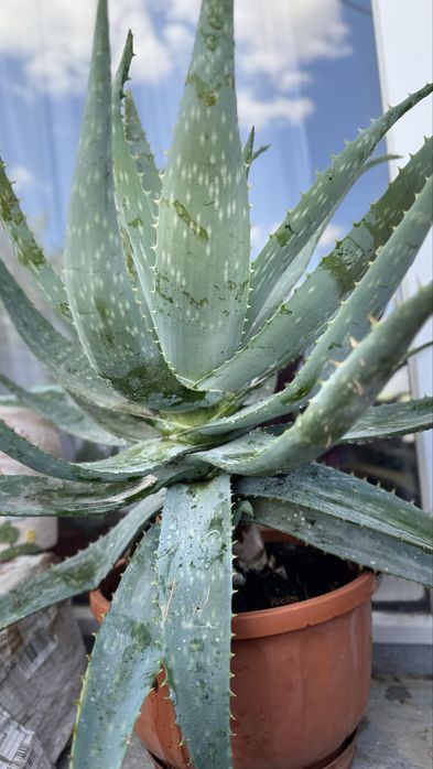 Алоэ 8 - ми летний !! Лечебный