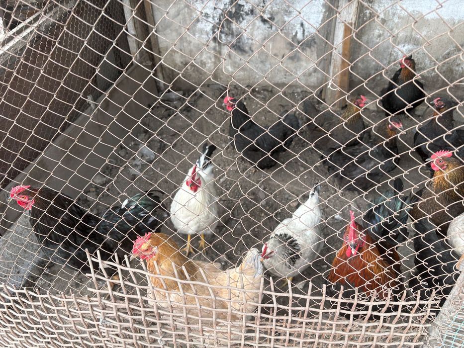 Продам молодые петушки