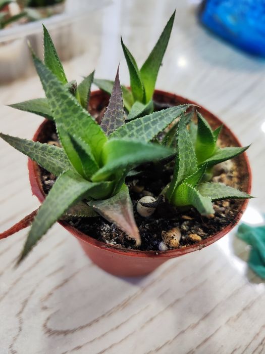 Продаются Суккуленты