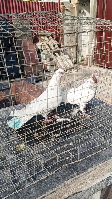 Голуби гульвадамы пара