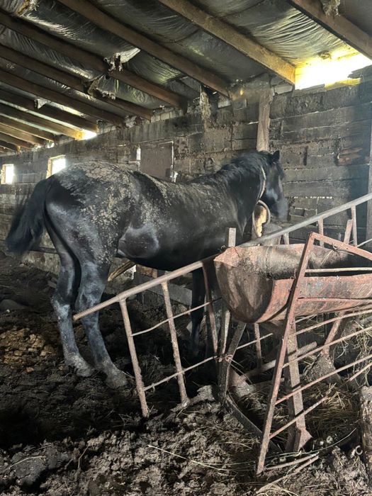 Продам двух лошадей с откорма