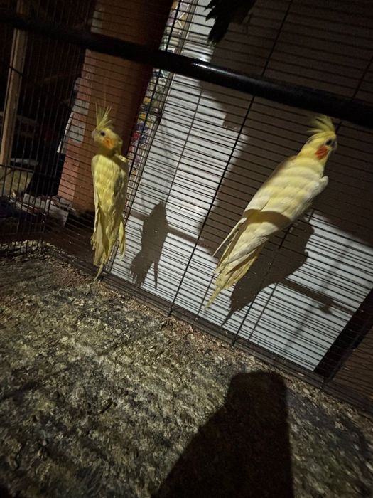 Pereche papagali nimfe