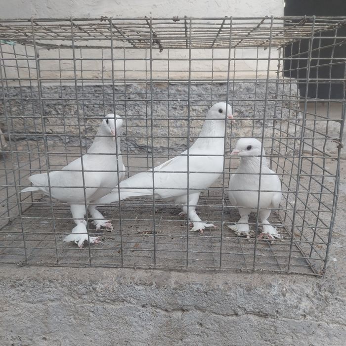 Бели такла лет бой тяга