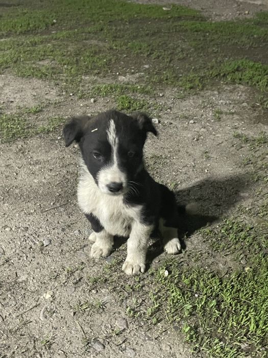 щенки 2 месяцааа