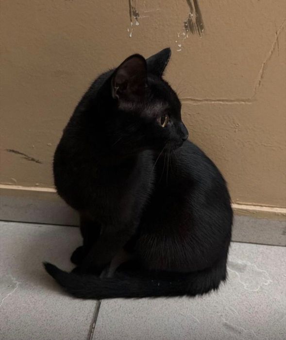 Отдам котенка в добрые руки!