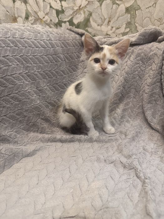 Отдам котенка в добрые руки!