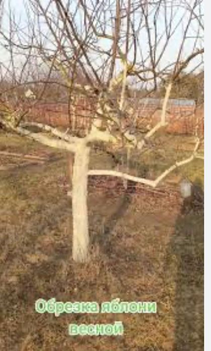 Обрезка плодовых деревьев формирование кроны