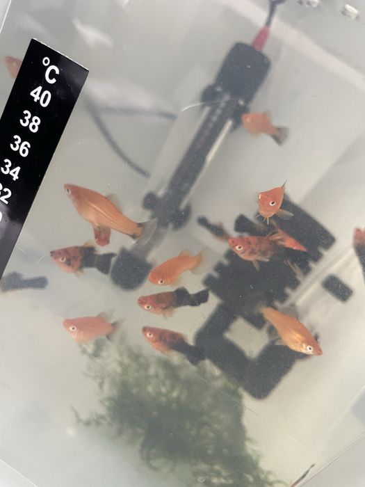 Vand pui pestii xifo/moli