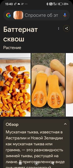 Продам семена тыквы баттернат ( тыквоморкови)