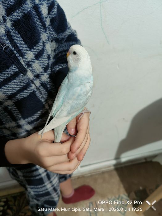 Perusi 5 buc, 3 pui și părinții din decembrie 2025