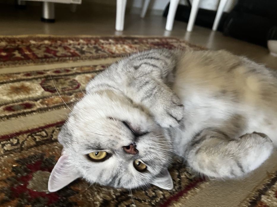 Котей Марвин в поисках дома
