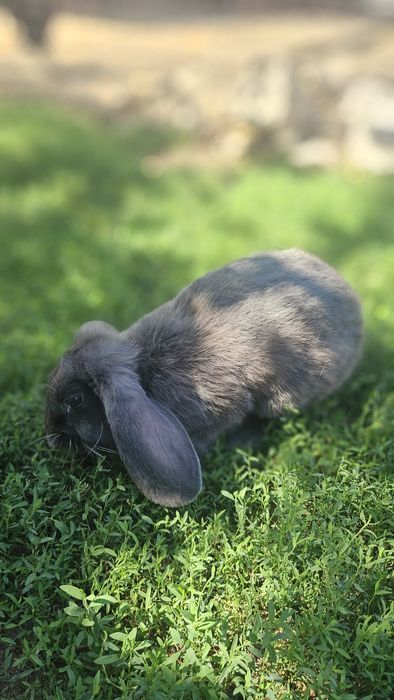 Pereche   iepuri