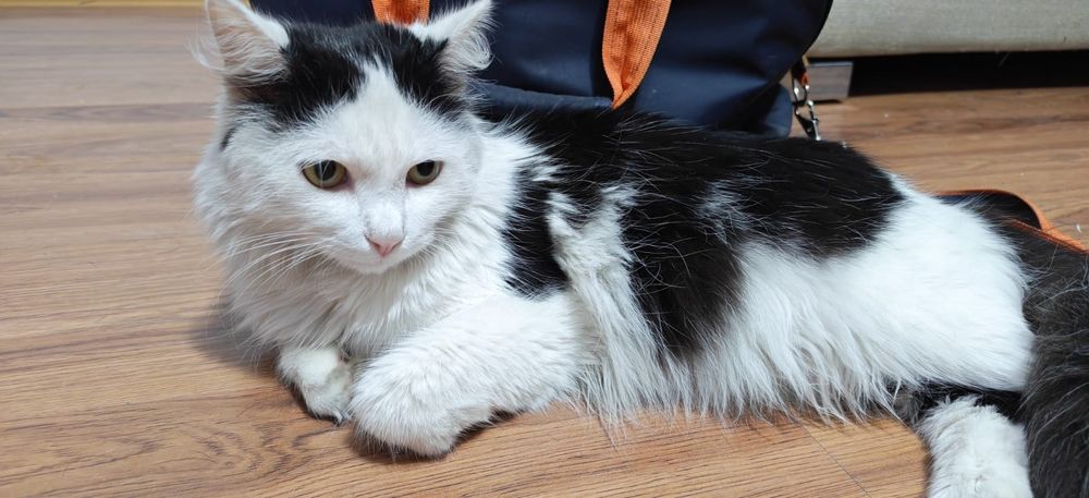 Отдам отличного кота