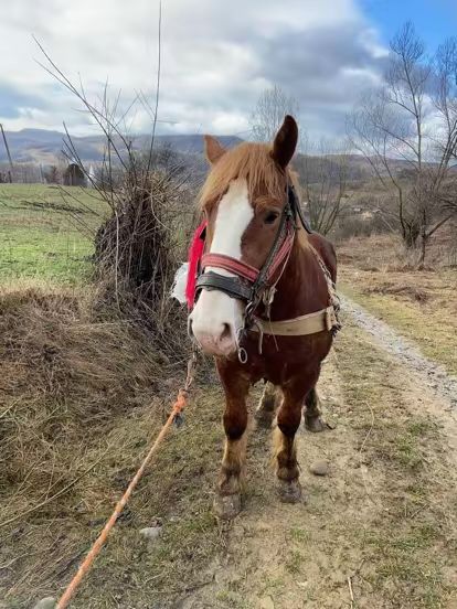 Iapa si mnz de vanzare