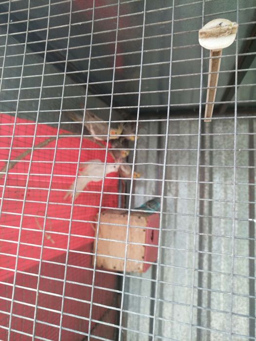 Продавам папагли Корела