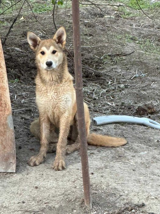 Отдаем  щенков в добрые руки