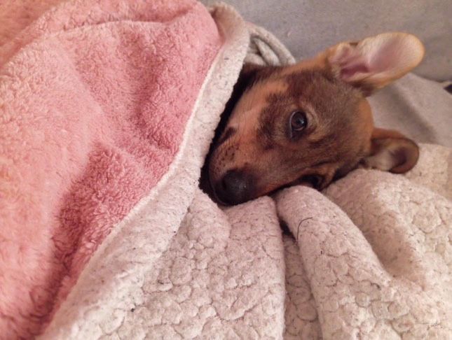 Рей си търси дом