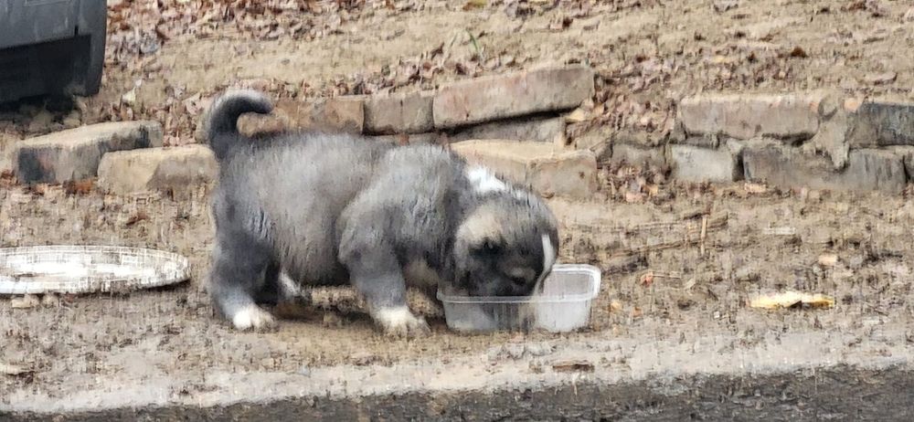 Кобель тобет  продам щенков